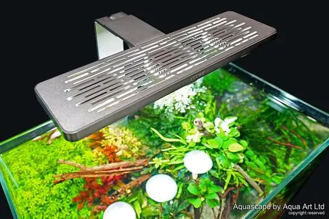 COOKIE  PREMIUM LED LIGHT